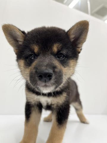 柴犬