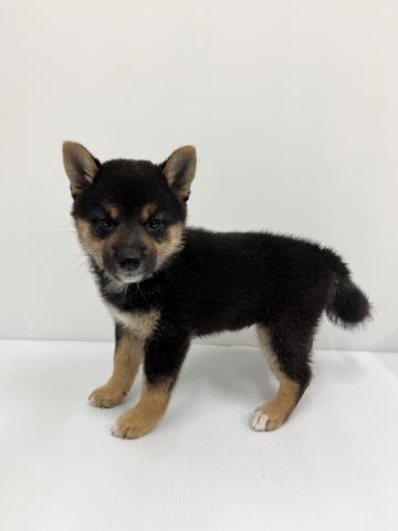 柴犬