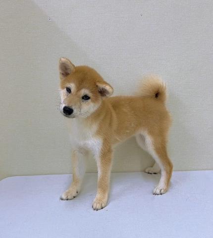 柴犬
