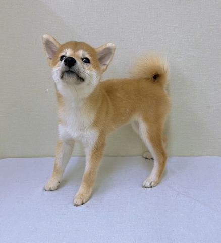 柴犬