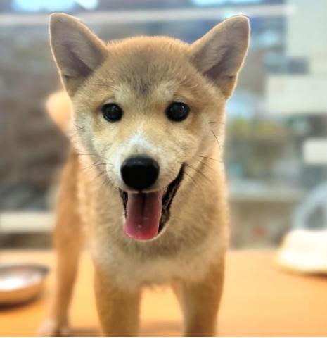新潟県の柴犬(標準サイズ) (ペットアミ 柏崎店/2025年3月15日生まれ/男の子/レッド中虎毛)の子犬の1枚目の画像
