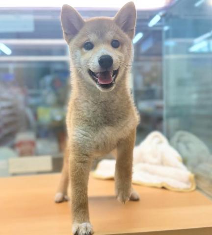 新潟県の柴犬(標準サイズ) (ペットアミ 柏崎店/2025年3月15日生まれ/男の子/レッド中虎毛)の子犬の2枚目の画像