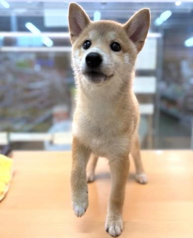 新潟県の柴犬(標準サイズ) (ペットアミ 柏崎店/2025年3月15日生まれ/男の子/レッド中虎毛)の子犬の3枚目の画像