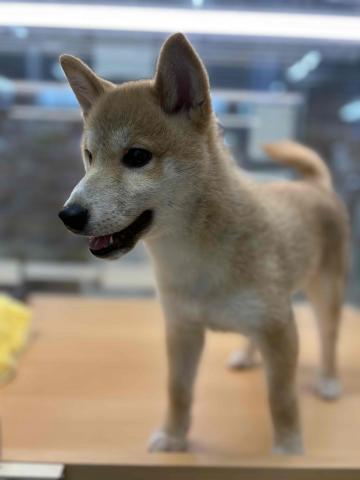 新潟県の柴犬(標準サイズ) (ペットアミ 柏崎店/2025年3月15日生まれ/男の子/レッド中虎毛)の子犬の4枚目の画像