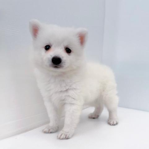 新潟県の日本スピッツ (ペットアミ 新津店/2025年5月3日生まれ/男の子/ホワイト)の子犬の3枚目の画像