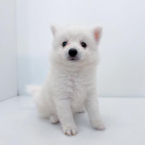 新潟県の日本スピッツ (ペットアミ 新津店/2025年5月3日生まれ/男の子/ホワイト)の子犬の4枚目の画像