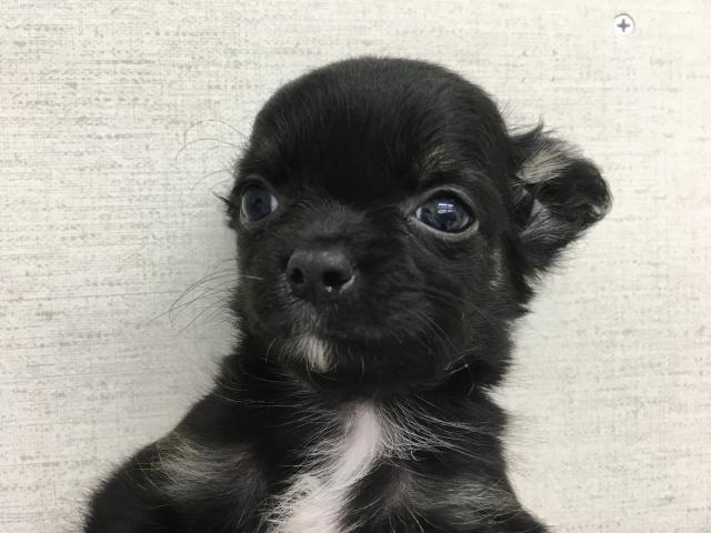 チワワ（ロングコート）子犬