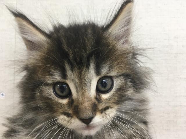 サイベリアン子猫