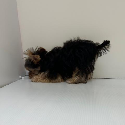 ヨークシャーテリア