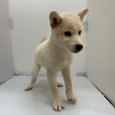 柴犬