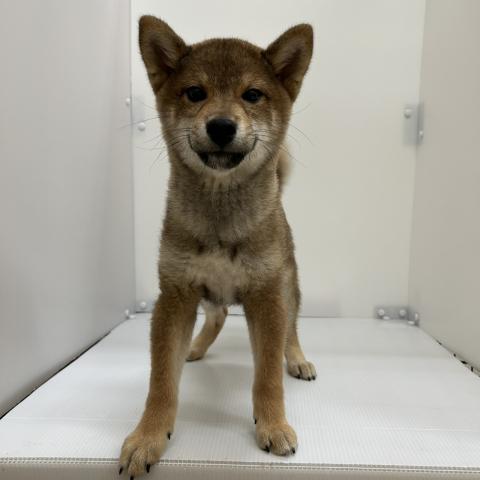 柴犬