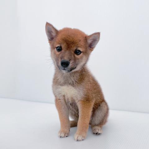 柴犬