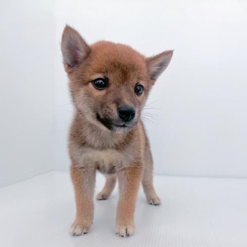 柴犬