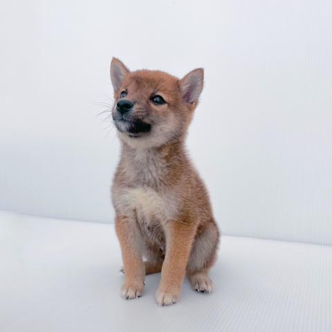 柴犬