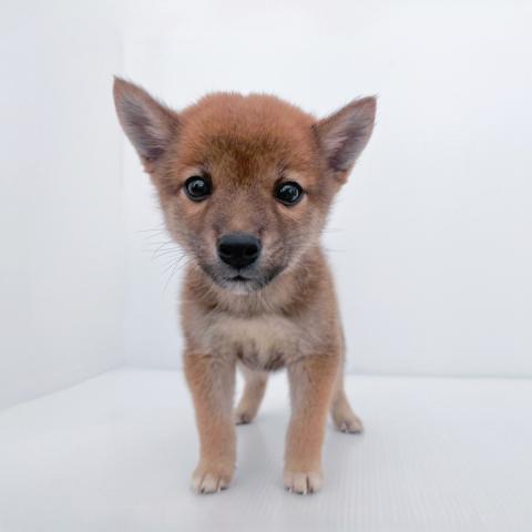 柴犬