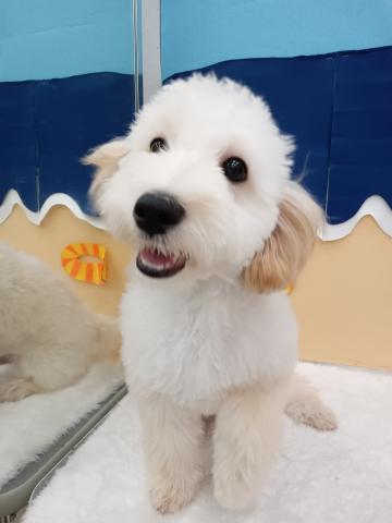 MIX(マルチーズ×トイプードル)