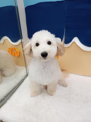 MIX(マルチーズ×トイプードル)