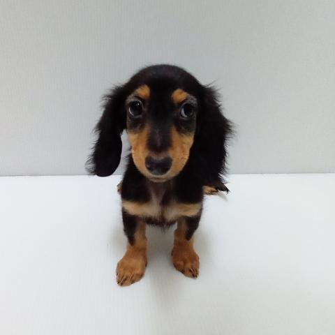 岩手県のハーフ犬・ミックス犬 (ペットアミ 花巻店/2025年5月16日生まれ/女の子/ブラックタン)の子犬の1枚目の画像