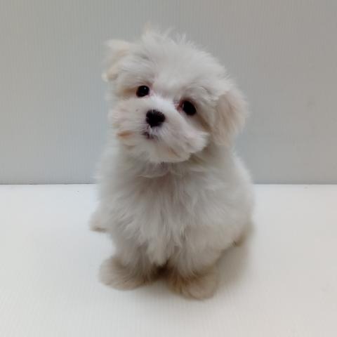 岩手県のマルチーズ (ペットアミ 花巻店/2025年3月22日生まれ/男の子/ホワイト)の子犬の1枚目の画像