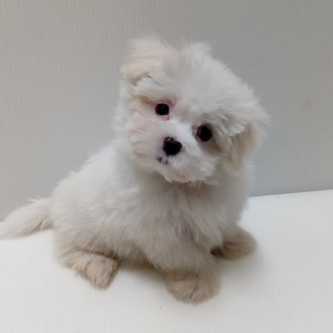 岩手県のマルチーズ (ペットアミ 花巻店/2025年3月22日生まれ/男の子/ホワイト)の子犬の2枚目の画像