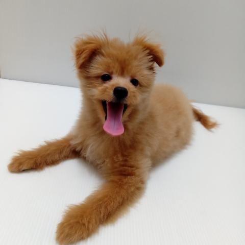 岩手県のハーフ犬・ミックス犬 (ペットアミ 花巻店/2025年3月1日生まれ/男の子/クリーム)の子犬の1枚目の画像