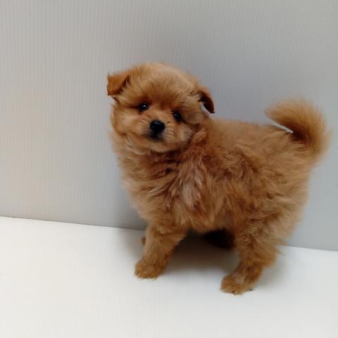 岩手県のハーフ犬・ミックス犬 (ペットアミ 花巻店/2025年3月1日生まれ/男の子/クリーム)の子犬の2枚目の画像