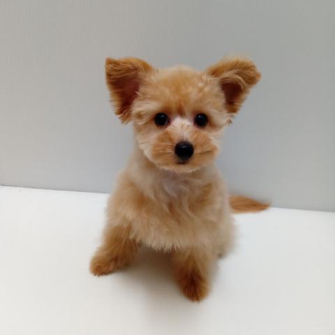 岩手県のハーフ犬・ミックス犬 (ペットアミ 花巻店/2025年3月1日生まれ/男の子/アプリコット)の子犬の1枚目の画像