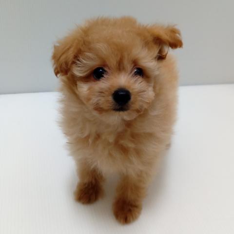岩手県のハーフ犬・ミックス犬 (ペットアミ 花巻店/2025年3月1日生まれ/男の子/アプリコット)の子犬の2枚目の画像
