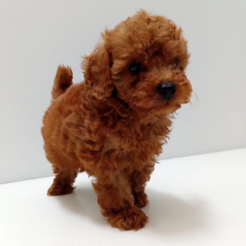 岩手県のトイプードル(トイ) (ペットアミ 花巻店/2025年2月22日生まれ/男の子/レッド)の子犬の1枚目の画像