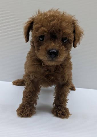 宮城県のトイプードル(トイ) (ペットアミ 佐沼店/2025年4月18日生まれ/男の子/レッド)の子犬の1枚目の画像