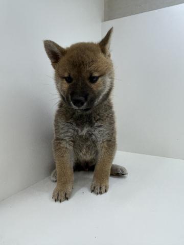 柴犬