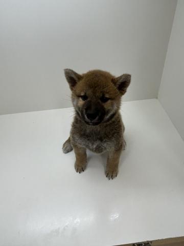 柴犬