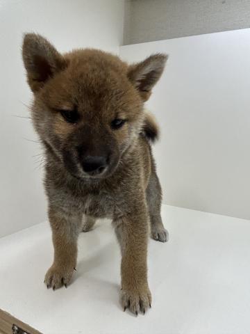 柴犬