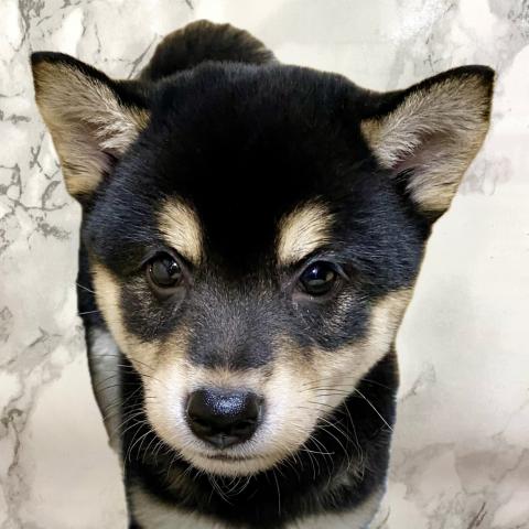 柴犬