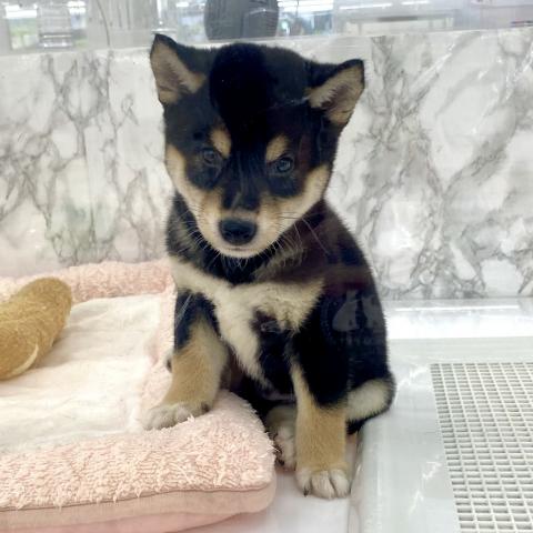 柴犬