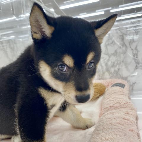 柴犬