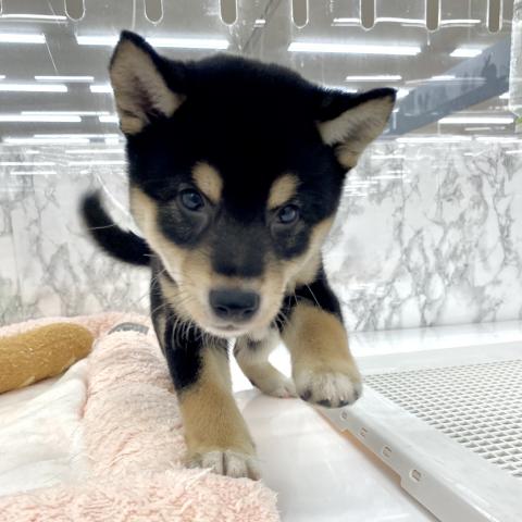 柴犬