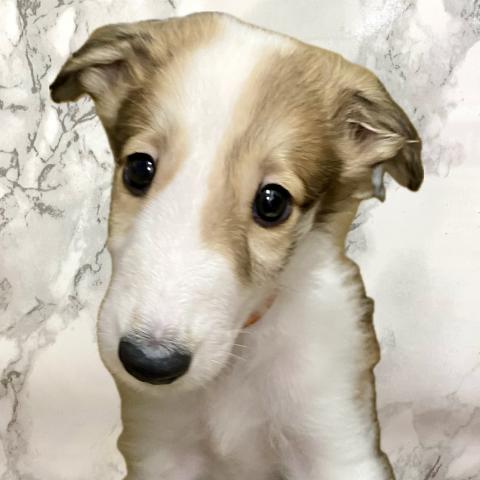 ボルゾイ