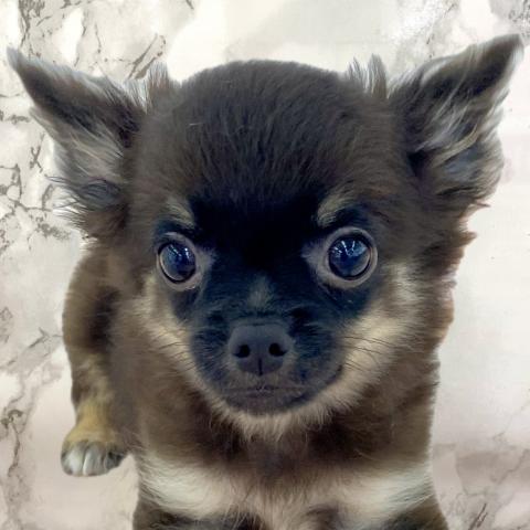 埼玉県のチワワ(ロング) (NICO PET 三郷店/2025年4月19日生まれ/男の子/ブラックホワイト)の子犬の1枚目の画像