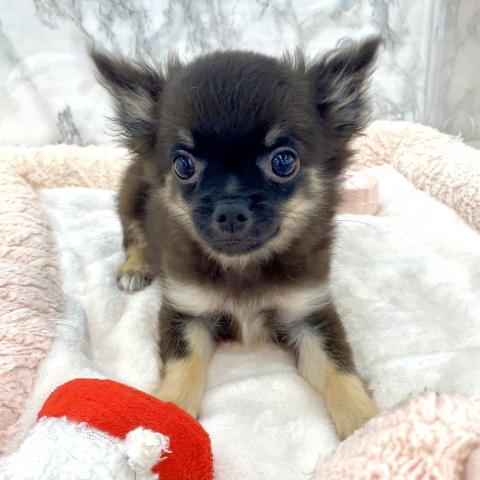 埼玉県のチワワ(ロング) (NICO PET 三郷店/2025年4月19日生まれ/男の子/ブラックホワイト)の子犬の2枚目の画像