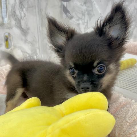 埼玉県のチワワ(ロング) (NICO PET 三郷店/2025年4月19日生まれ/男の子/ブラックホワイト)の子犬の3枚目の画像