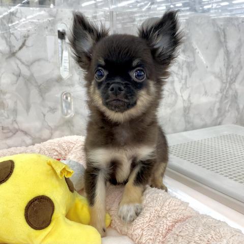 埼玉県のチワワ(ロング) (NICO PET 三郷店/2025年4月19日生まれ/男の子/ブラックホワイト)の子犬の4枚目の画像
