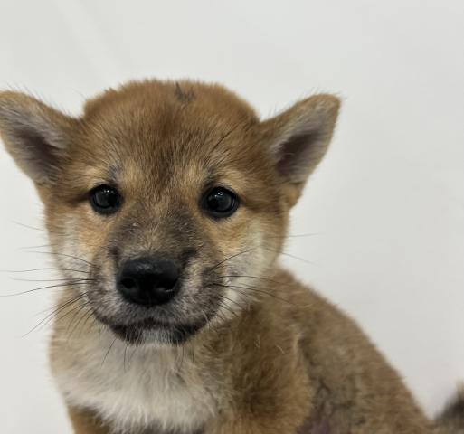 柴犬