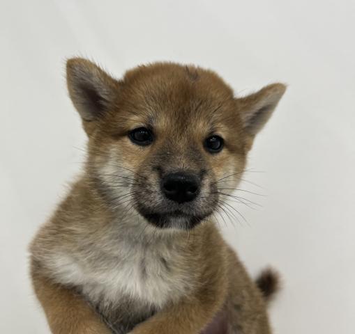 柴犬