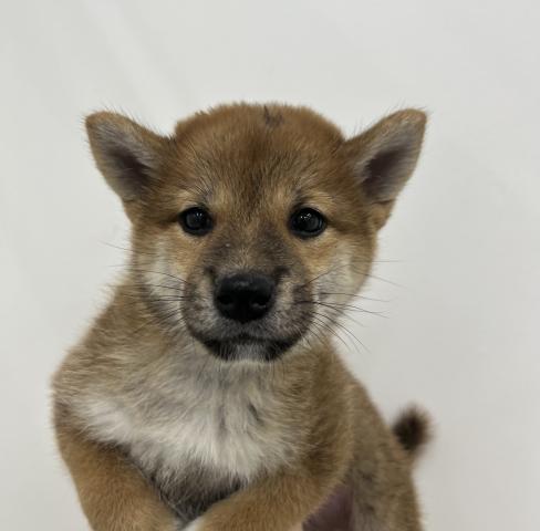 柴犬