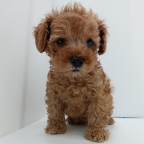トイプードル子犬