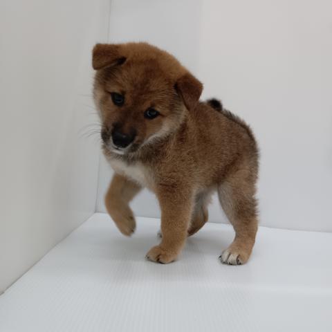 柴犬子犬