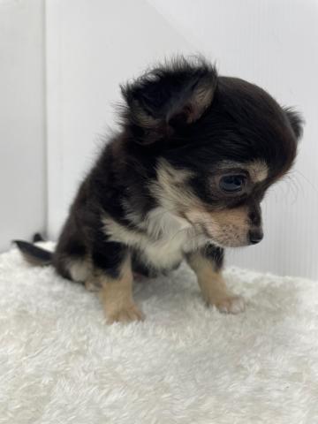 和歌山県のチワワ(ロング) (ペットアミ 那賀店/2025年6月5日生まれ/男の子/ブラックタン)の子犬の4枚目の画像