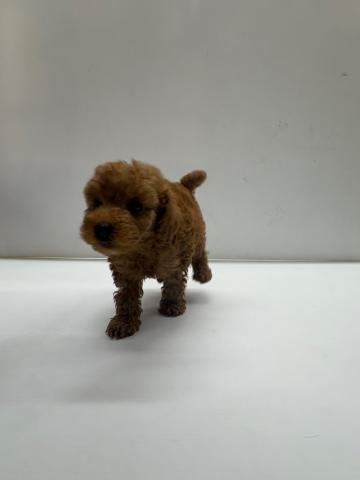 和歌山県のトイプードル(トイ) (ペットアミ 那賀店/2025年5月10日生まれ/男の子/レッド)の子犬