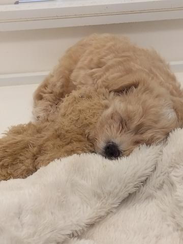 新潟県のMIX (ペットアミ 小千谷店/2025年4月17日生まれ/男の子/クリーム)の子犬